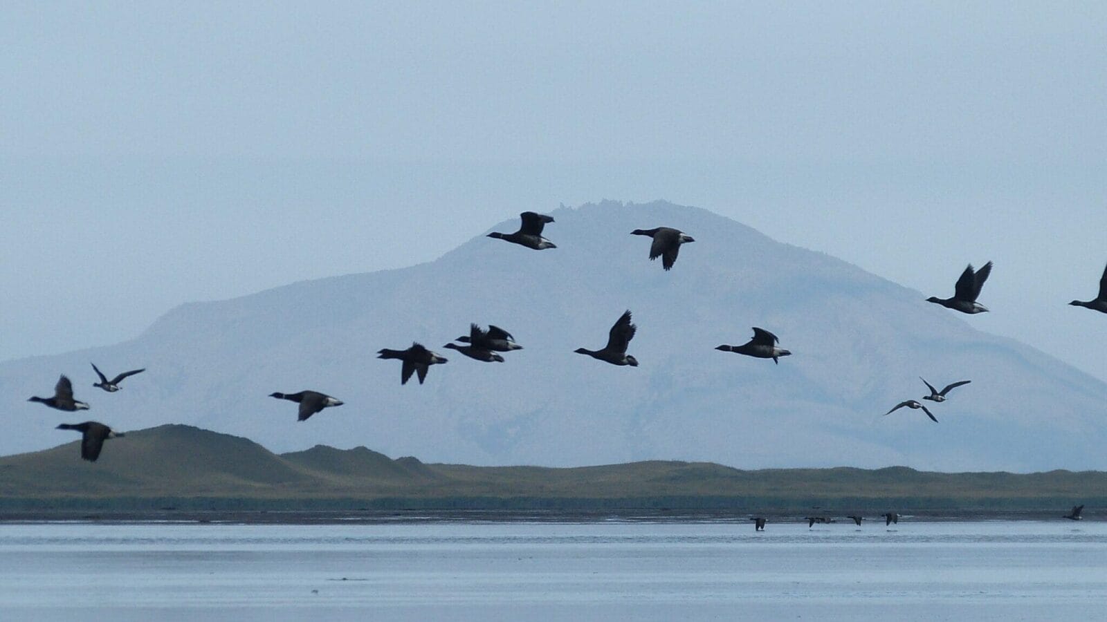 Brant fly over the water on Sept. 28, 2016, at Izembek Lagoon in Izembek National Wildlife Refuge. The refuge supports the entire Pacific population of black brant, a species of goose.
