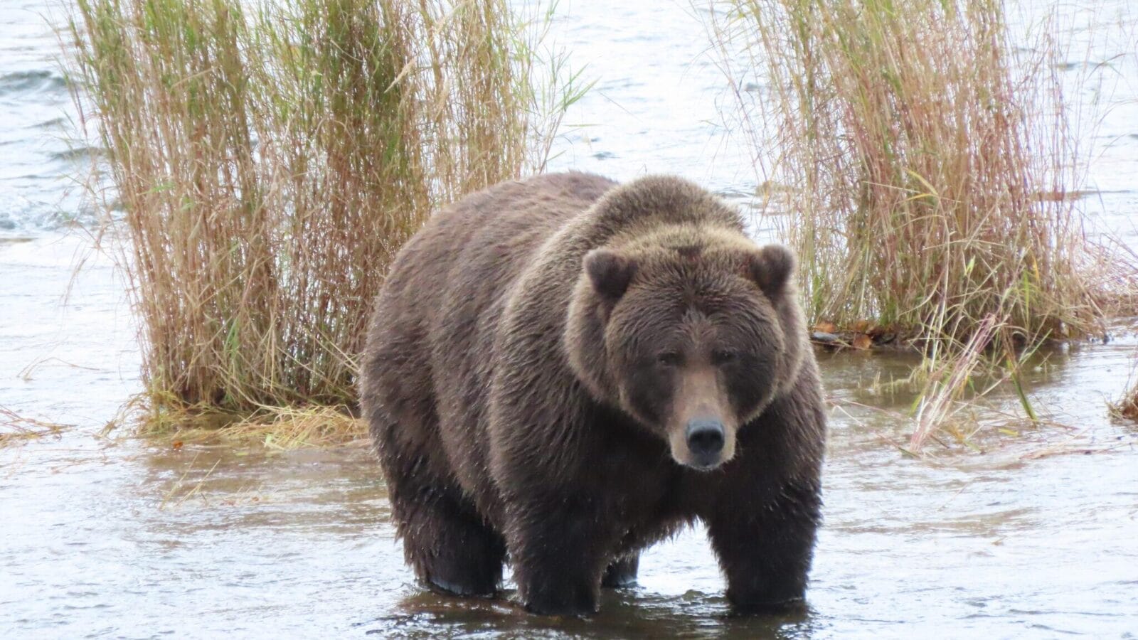 A brown bear stands in in shallow water in front of two bunches of tall grasses.