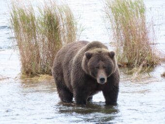 A brown bear stands in in shallow water in front of two bunches of tall grasses.