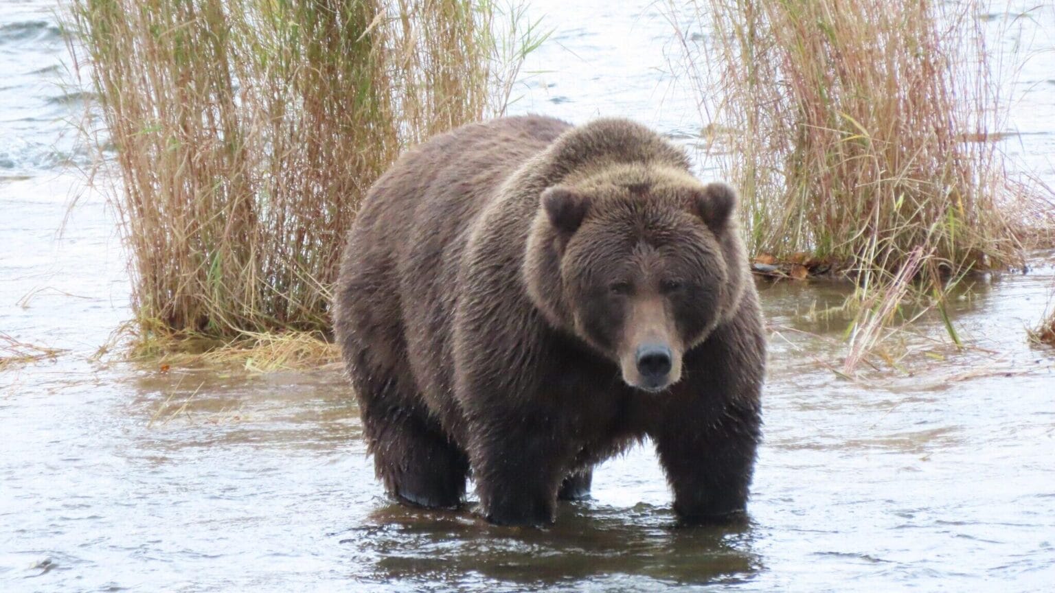 New lawsuit seeks to block revived bear-culling program in Western A...