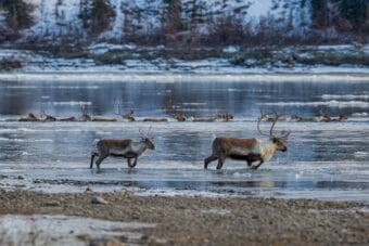 Caribou crossing the Kobuk River as it freezes up during the fall migration.