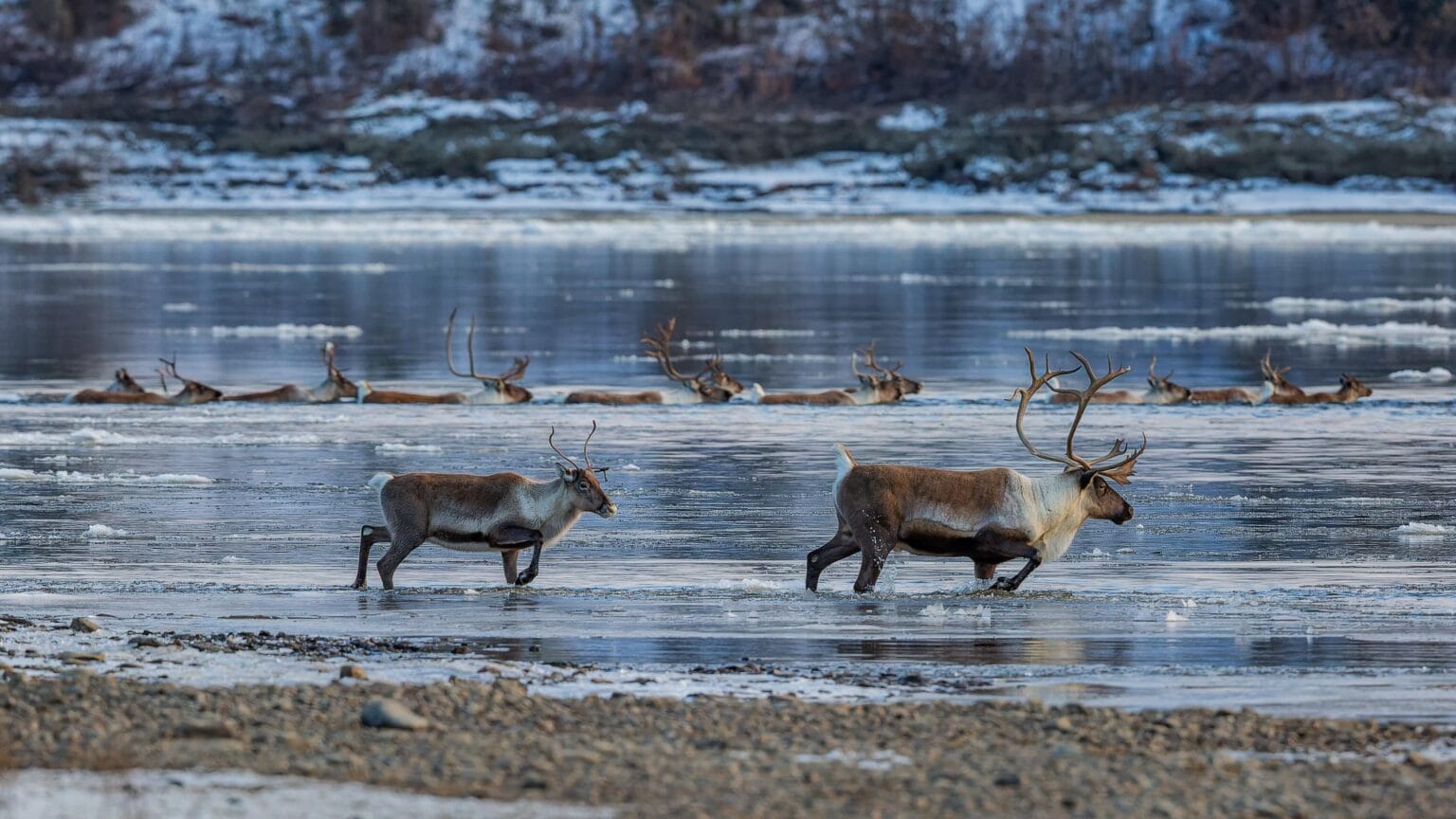 随着北极西部驯鹿群数量降至新低，倡导者呼吁采取严厉措施