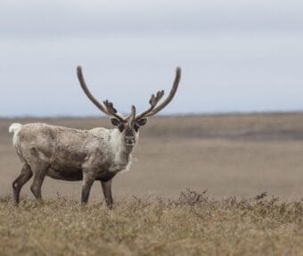 A caribou in the Teshekpuk herd is seen on June 27, 2014, in the National Petroleum Reserve in Alaska. A lawsuit filed Thursday claims the U.S. Bureau of Land Management approved ConocoPhillips' winter oil exploration plan without adequately considering damages to habitat used by caribou and other wildlife.