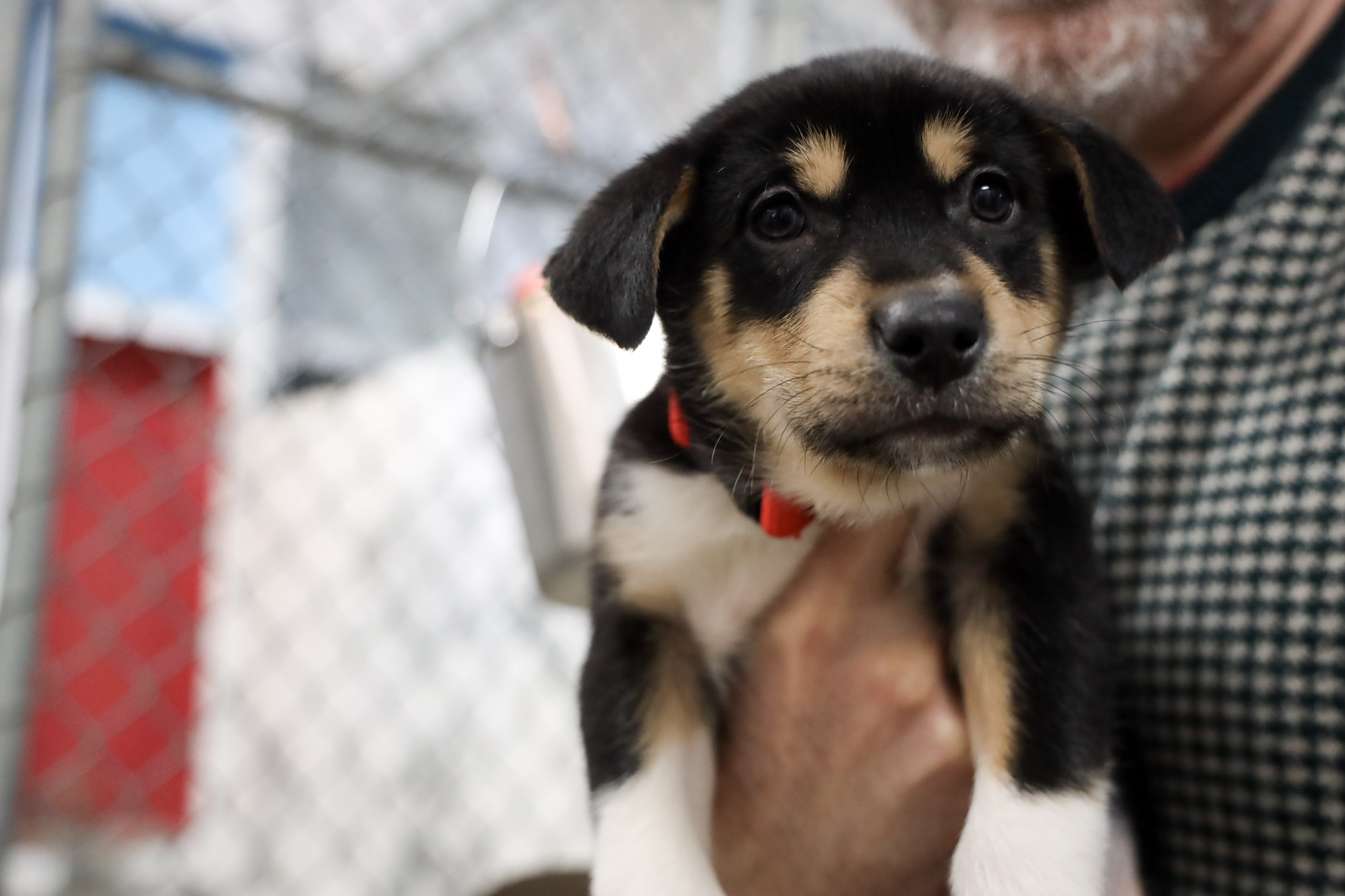 Juneau Animal Rescue's long-sought new shelter secures location