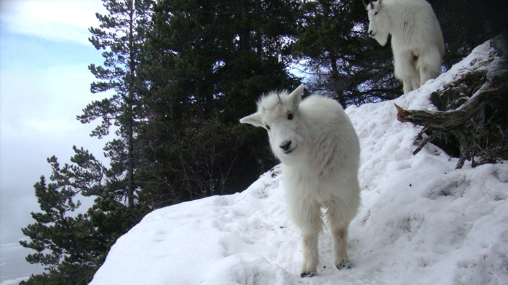ADF&G euthanizes mountain goat kid with contagious skin infection found on Perseverance Trail