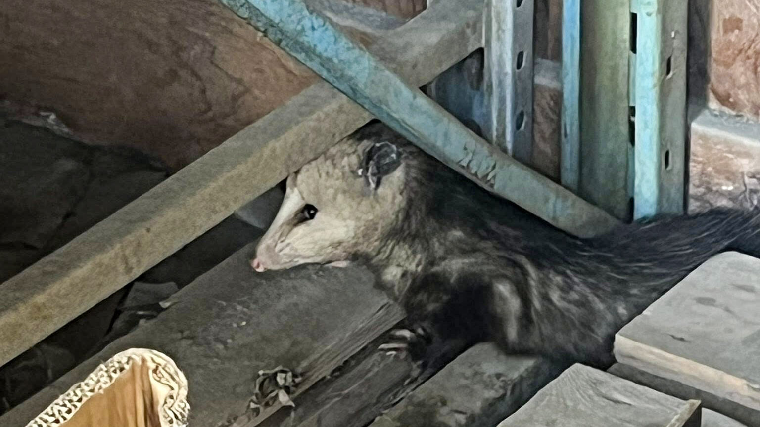 Juneau very briefly had an opossum on the lam