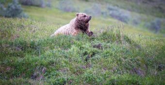A brown bear resting on green tundra, looking into the distance.