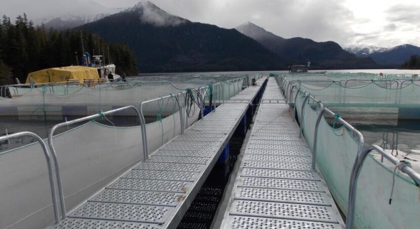 Net pens in Thomas Bay hold millions of tiny hatchery chum salmon.
