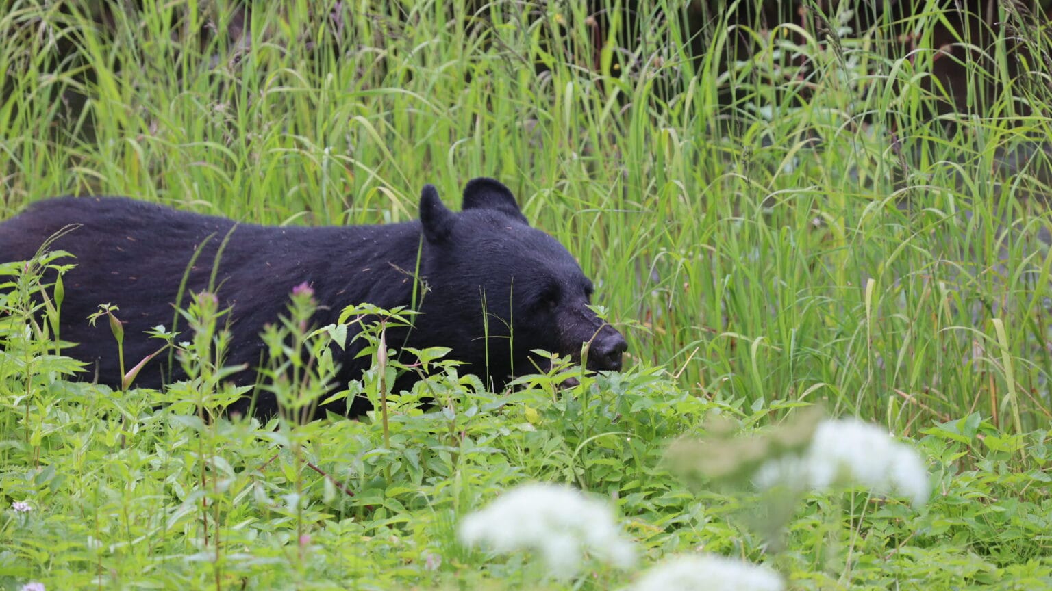 Q&A: Now that they’re awake, how can Juneau residents limit encounters with hungry bears?