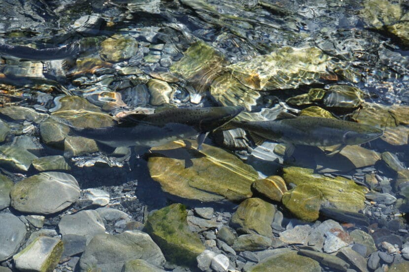 Biologists forecast a reduced Alaska commercial salmon harvest