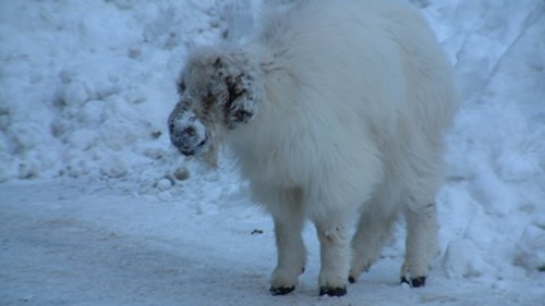 After third mountain goat dies from contagious skin infection, signage goes up on popular Juneau hiking trails