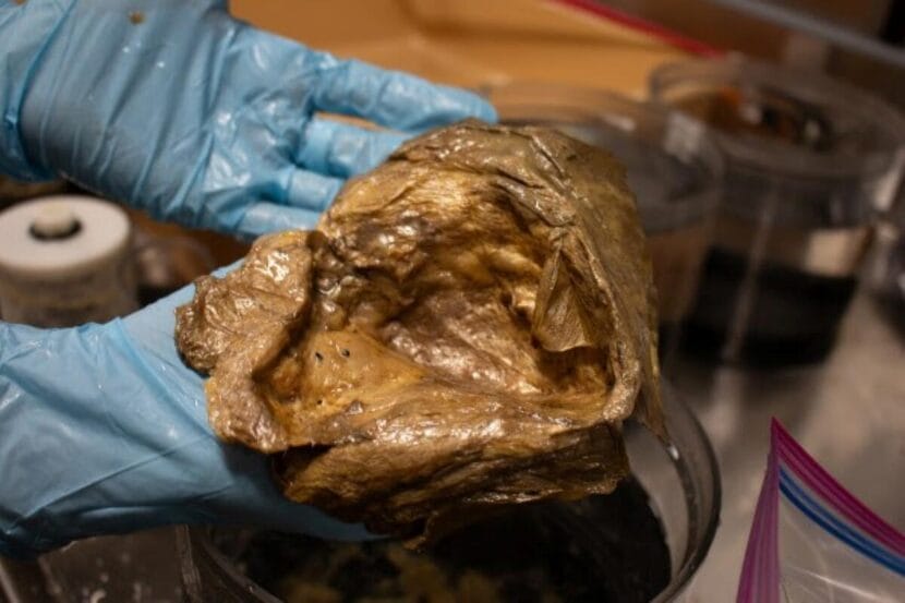 Scientists identify mysterious ‘golden orb’ discovered off Alaska’s coast