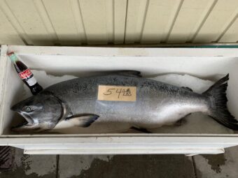 A king salmon is displayed outside a fish processor in downtown Petersburg in 2019.