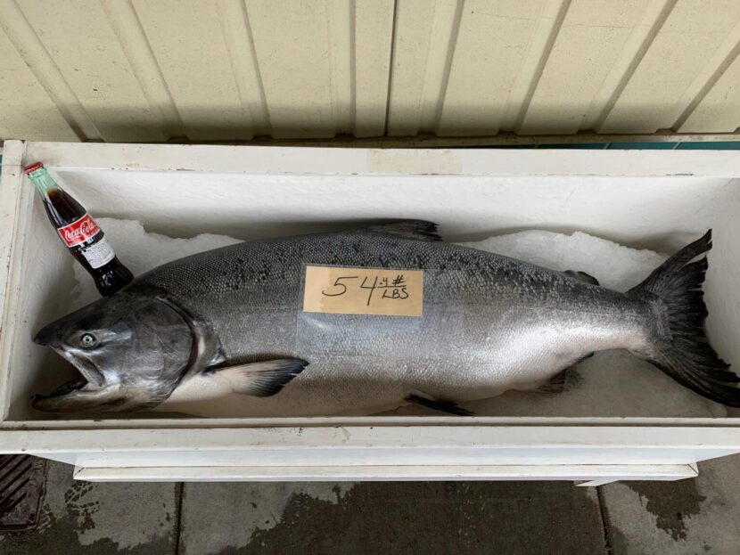 A king salmon is displayed outside a fish processor in downtown Petersburg in 2019.