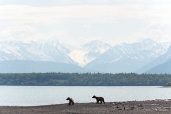 Two subadult brown bears walk along a beach in Katmai National Park and Preserve in June 2018.