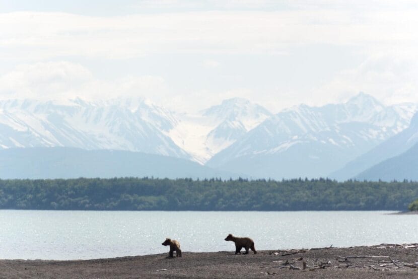 Two subadult brown bears walk along a beach in Katmai National Park and Preserve in June 2018.