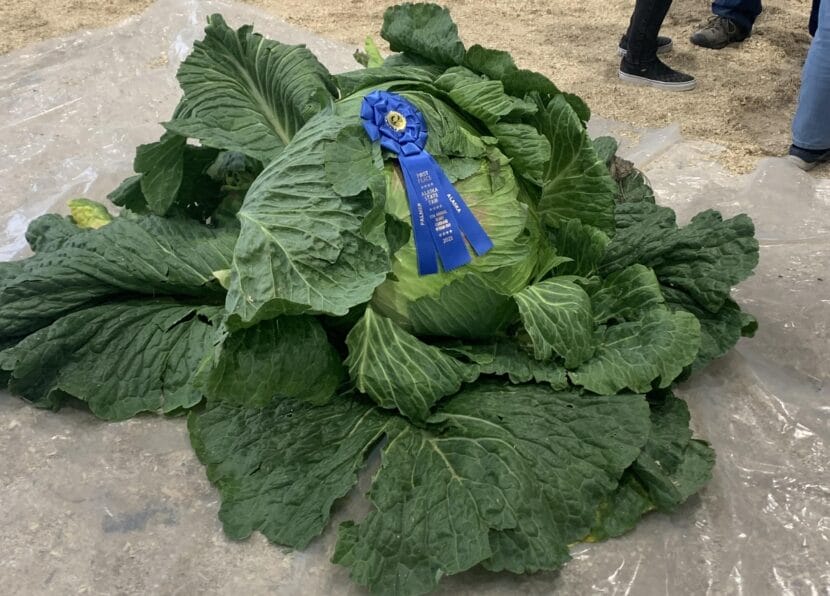 A 113.05-pound cabbage grown by Palmer farmer Scott Robb is adorned with a first-place ribbon at the Alaska State Fair in 2023.