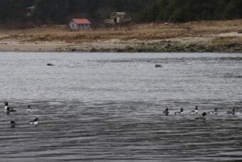 Sea lions feeding on hooligan during the 2025 run.