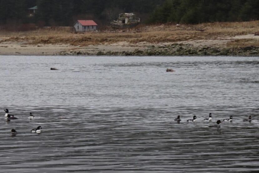 Sea lions feeding on hooligan during the 2025 run.