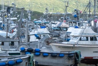 Fishing boats on land and in a harbor in King Cove in September 2024.