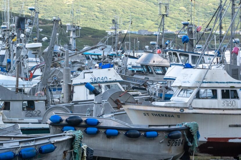 Fishing boats on land and in a harbor in King Cove in September 2024.