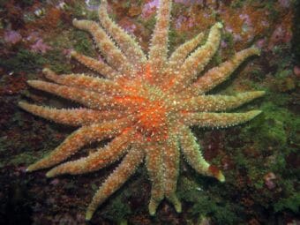 A healthy sunflower sea star is seen on the seafloor in 2014. Sunflower sea stars are important for fish habitat because they eat sea urchins, which can mow down kelp forests if left unchecked. A wasting disease that struck more than a decade ago wiped out about 90% of the population, with the most severe losses in the southern part of the species' range, off Mexico and California. Sunflower sea stars in Alaska have also died from the wasting disease, but the losses have not been as severe.