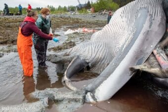 Alaska SeaLife Center Laboratory Technician Natalie Hunter (left) and Veterinary Fellow Dr. Josie Thal (right) examine a suspected fracture in the jaw of a deceased fin whale during a necropsy performed on June 20, 2026.