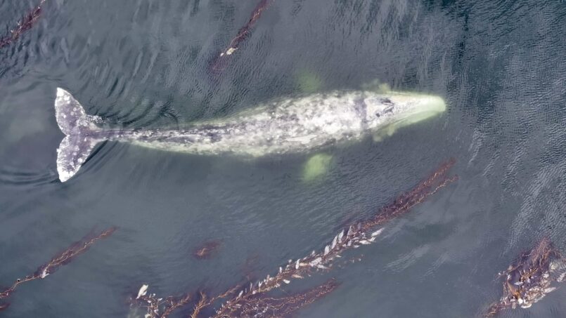 ‘What we’re seeing is adaptation’: scientists study influx of gray whales into Sitka Sound during herring spawn