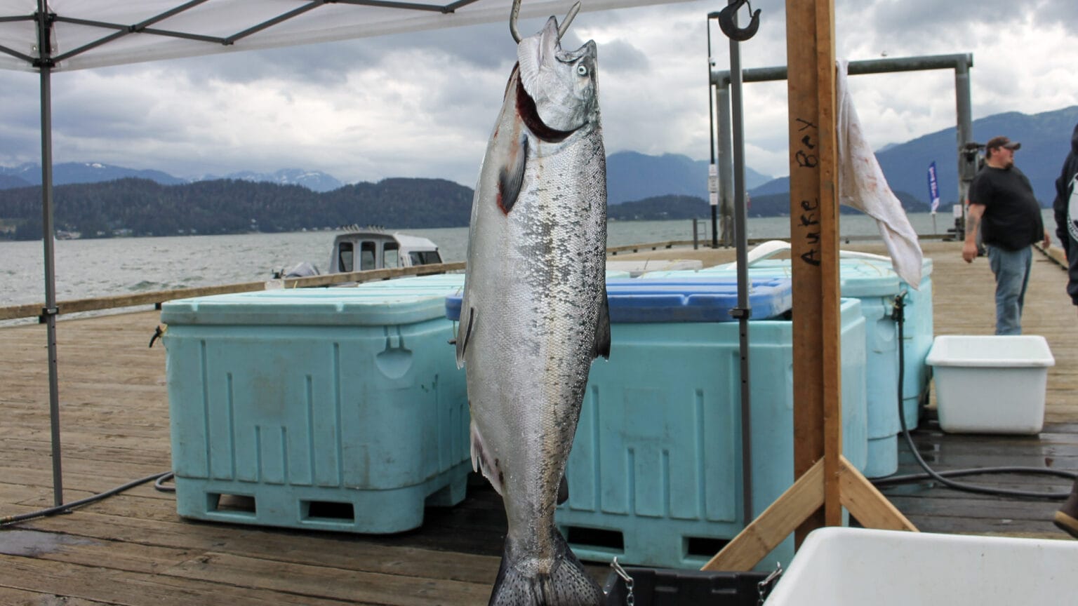 Juneau hatchery king salmon sport fishing opens