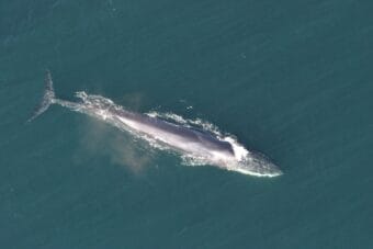The long torpedo shaped body of a fin whale seen from above.