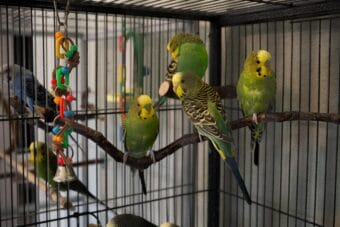 A handful of the nearly 30 parakeets that Karen Rappe is fostering in her South Anchorage home on June 24. 2026.