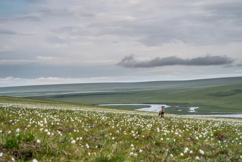 Under new agreement, federal government limits obstacles to oil leasing in Alaska’s Arctic refuge
