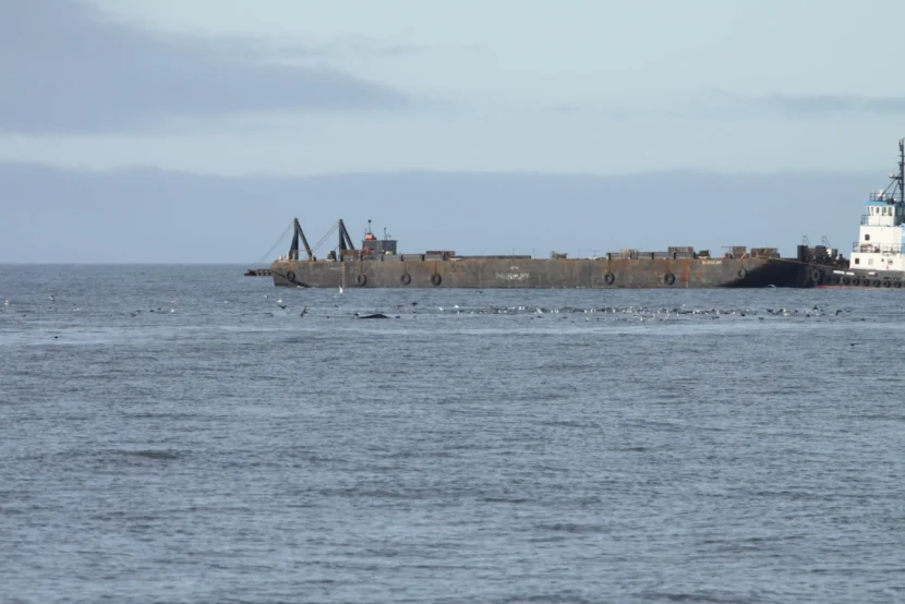 As ship traffic rises, 2 new studies look at how that could affect marine mammals in the Arctic