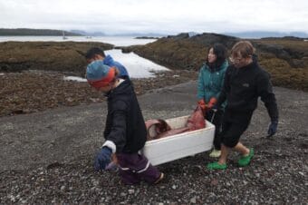 A team carries the goose-beaked whale fetus to their boat.