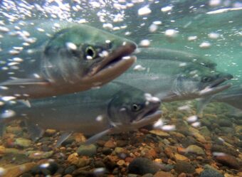 Migrating salmon are seen in late 2011 in the waters of Western Alaska's Togiak National Wildlife Refuge. A bipartisan bill introduced in the U.S. Senate would enable the use of environmental DNA to help inform federal fishery science and management. Flakes from fish scales and other materials deposit eDNA into marine and freshwater systems.