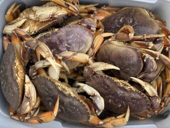 Dungeness crab photographed May 30, 2020.