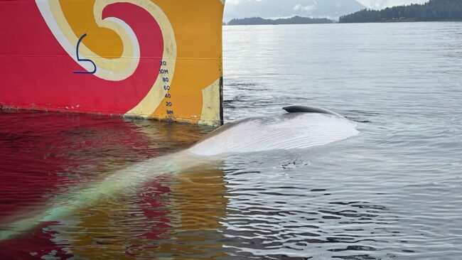 Endangered whale discovered dead on cruise ship bow in Sitka