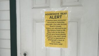 Second Haines resident is injured by a bear in less than a month