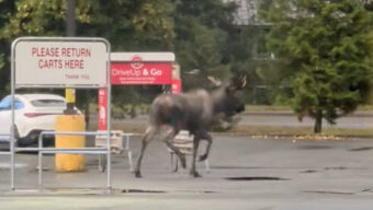 A bull moose is rutting around Juneau parking lots
