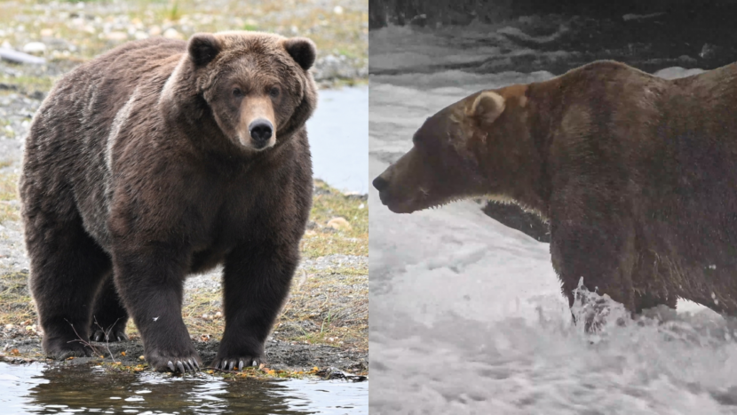 Fat Bear Tuesday finals feature Dancing, Magic, and a Coat of Many Colors