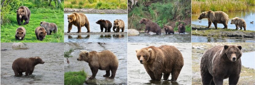 Fat Bear Week Begins with Family Groups and Sow Power