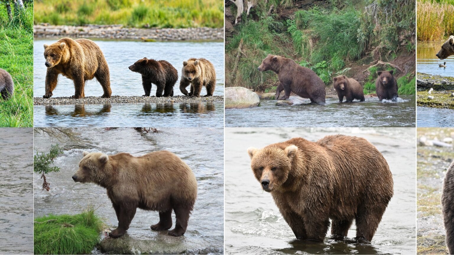 Fat Bear Week Begins with Family Groups and Sow Power