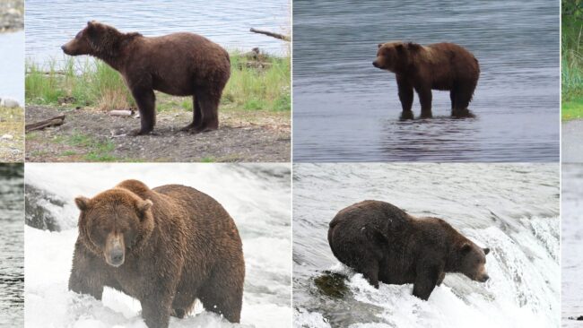 Fat Bear Week Day 2: Subadults, Scars, Beefcakes, and Bad Boys