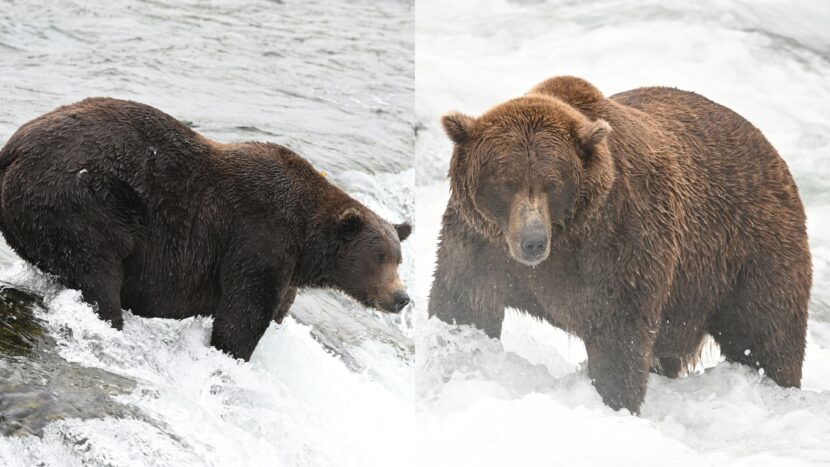 The Real Life Rivalry in the Fat Bear Week Quarter Finals