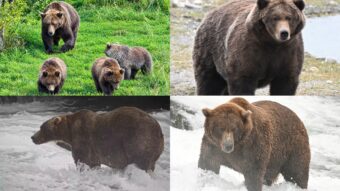 Ladies and Gentlebears, it’s the Fat Bear Week semifinals