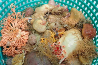basket of sponges.jpg