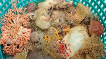 Scientists found 9 new sea sponge species in Alaska