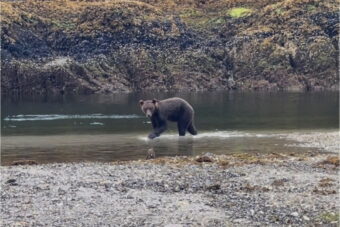 A brown bear drowned near Redoubt Falls in late July.