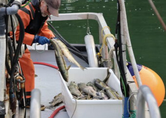 Bob Martin, a Petersburg fisherman, puts salmon into a tote at the Neets Bay opener on Aug. 8, 2026.
