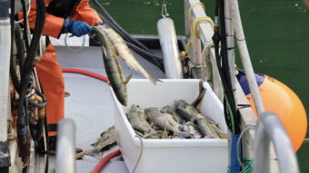 Neets Bay Hatchery in Southeast Alaska opens first chum fishery in nearly a decade
